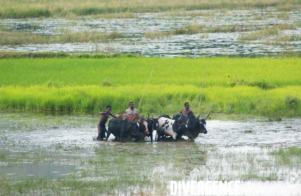 RIZ   Madagascar