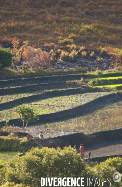 RIZ   Madagascar