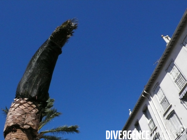 Environnement : Les palmiers du sud de la France attaqués.