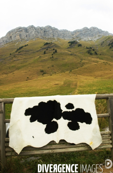 Crise du lait , pénurie lié à la sécheresse ,  Quel avenir pour les vaches .... Crise du lait. Peau de vache dans les Alpes Françaises. Le nombre de fermes diminue d années en années