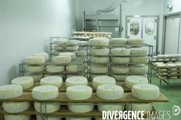Produits laitiers ,  chez un fromager des Hautes Alpes