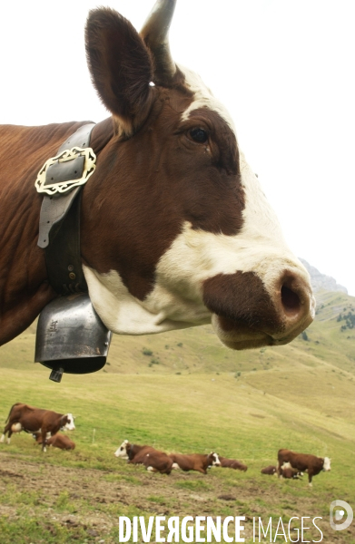 Crise du lait , les vaches ne sont pas à la fete ....