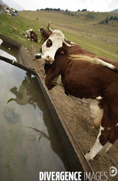 Crise du lait , reduction des  troupeaux