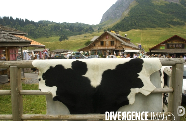 Crise du lait , les vaches ne sont pas a la fete ....