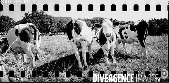 Crise du lait , les vaches ne sont pas a la fete ....