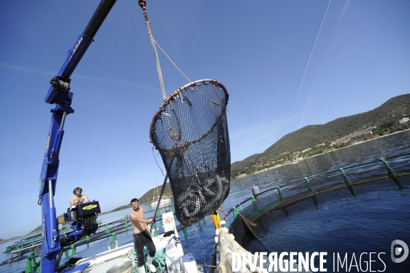 Pres d un poisson sur deux provient de l aquaculture