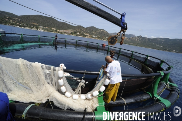 Pres d un poisson sur deux provient de l aquaculture