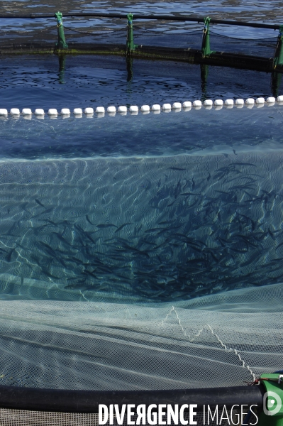 Pres d un poisson sur deux provient de l aquaculture