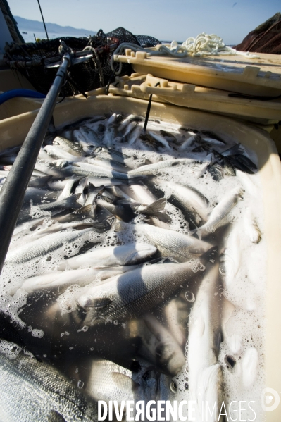 Pres d un poisson sur deux provient de l aquaculture