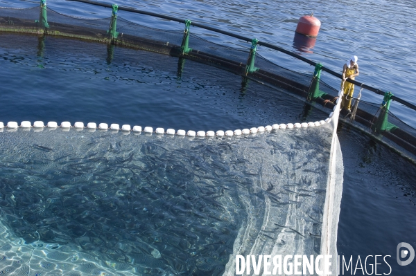 Pres d un poisson sur deux provient de l aquaculture