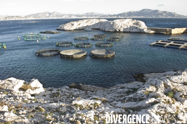 Pres d un poisson sur deux provient de l aquaculture