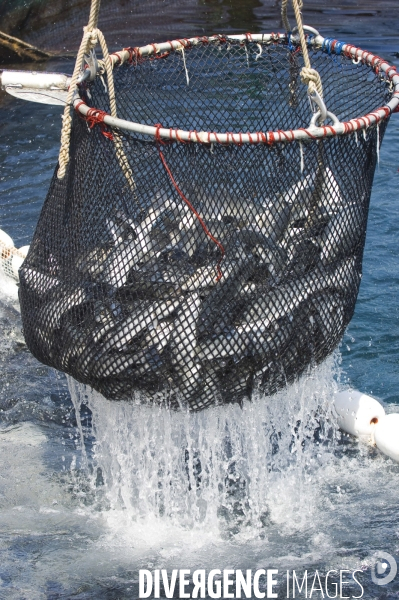 Pres d un poisson sur deux provient de l aquaculture