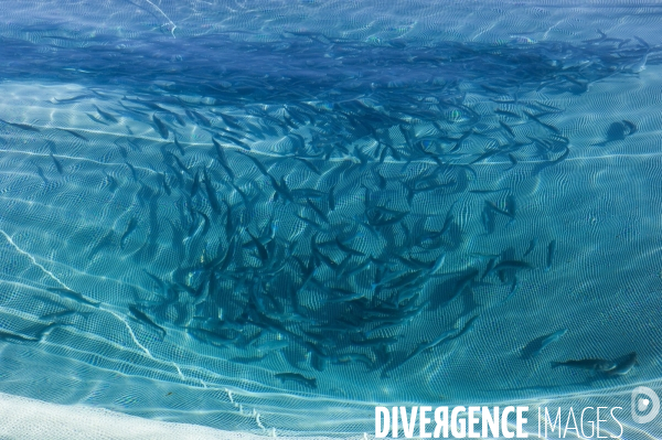 Pres d un poisson sur deux provient de l aquaculture