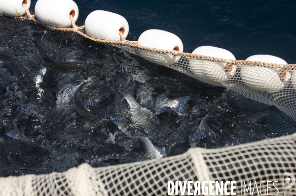 Pres d un poisson sur deux provient de l aquaculture