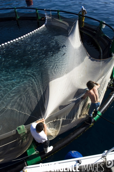 Pres d un poisson sur deux provient de l aquaculture