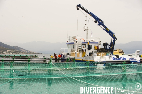 Pres d un poisson sur deux provient de l aquaculture