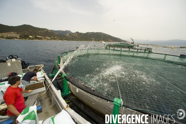 Pres d un poisson sur deux provient de l aquaculture