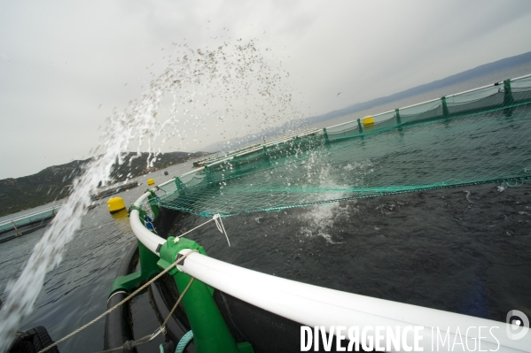Pres d un poisson sur deux provient de l aquaculture