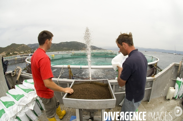 Pres d un poisson sur deux provient de l aquaculture