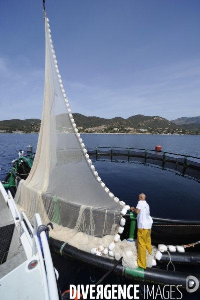 Pres d un poisson sur deux provient de l aquaculture