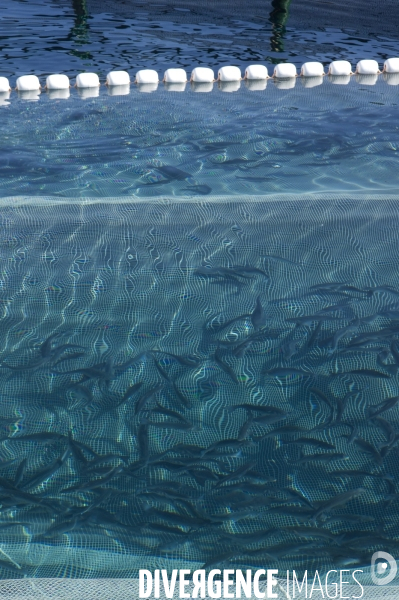 Pres d un poisson sur deux provient de l aquaculture