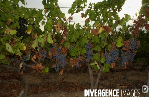 Cotes de Provence ;grappes  vendange et bonnes bouteilles.