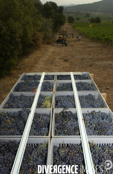 Cotes de Provence ;grappes  vendange et bonnes bouteilles.