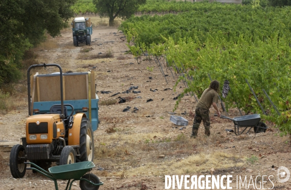 Cotes de Provence ;grappes  vendange et bonnes bouteilles.