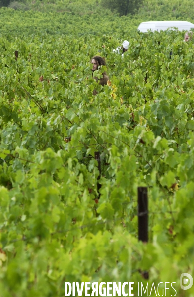 Cotes de Provence ;grappes  vendange et bonnes bouteilles.