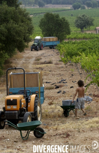 Cotes de Provence ;grappes  vendange et bonnes bouteilles.