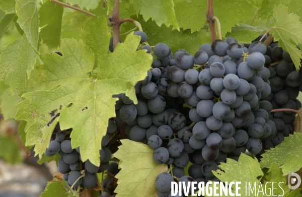 Cotes de Provence ;grappes  vendange et bonnes bouteilles.