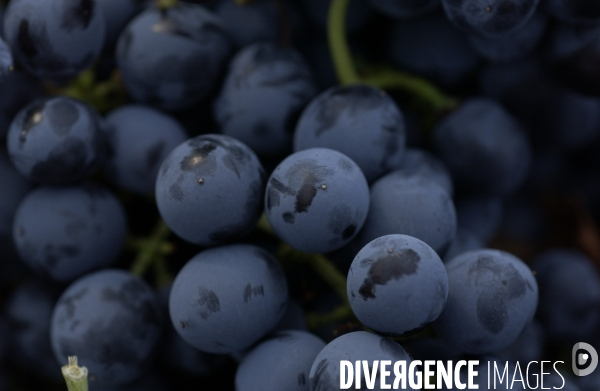 Cotes de Provence ;grappes  vendange et bonnes boutelles.