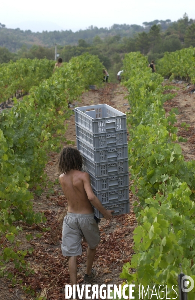 Cotes de Provence ;grappes  vendange et bonnes bouteilles.