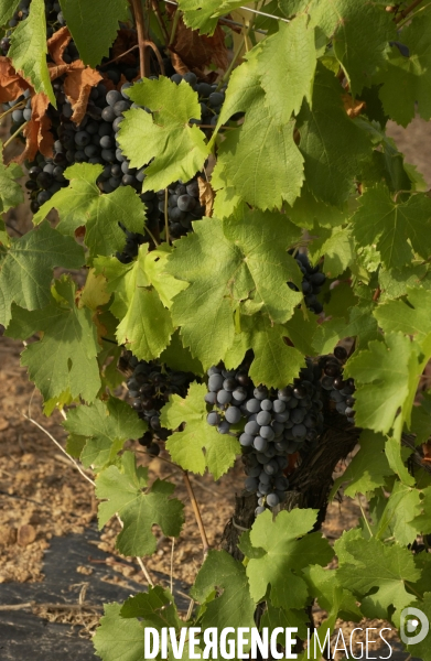 Cotes de Provence ; grappes  vendange et bonnes bouteilles.