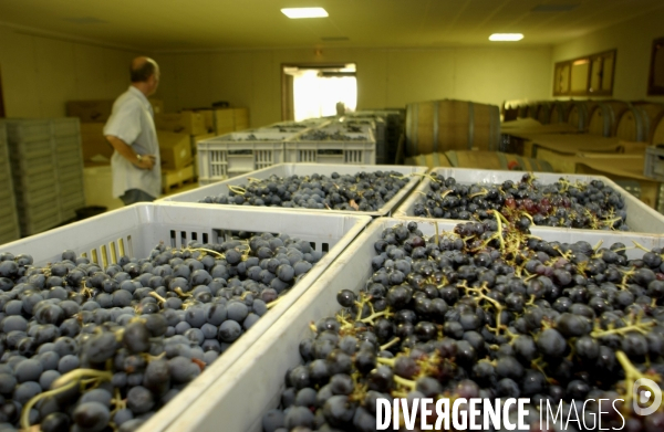 Cotes de Provence ; grappes  vendange et bonnes bouteilles.