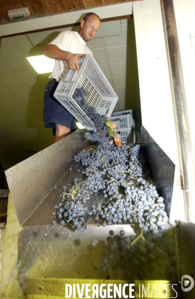 Cotes de Provence ; grappes  vendange et bonnes bouteilles.