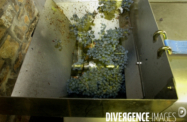 Cotes de Provence ; grappes  vendange et bonnes bouteilles.