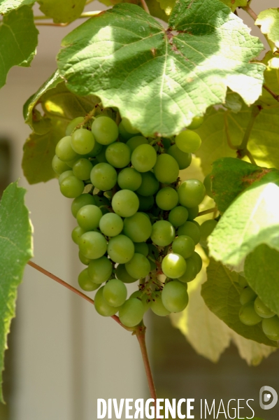 Cotes de Provence ; grappes  vendange et bonnes bouteilles.