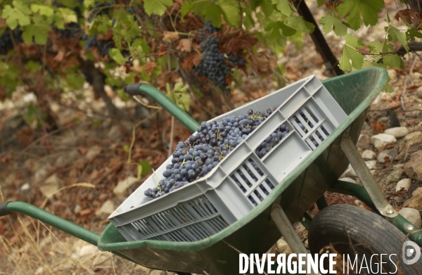 Cotes de Provence ; grappes  vendange et bonnes bouteilles.