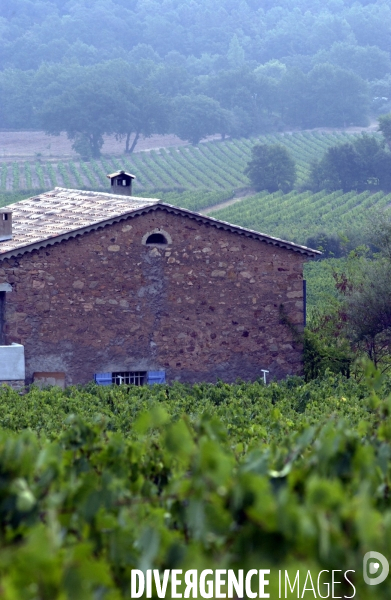 Cotes de Provence ; grappes  vendange et bonnes bouteilles.