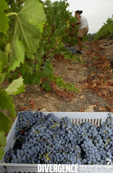 Cotes de Provence ; grappes  vendange et bonnes bouteilles.