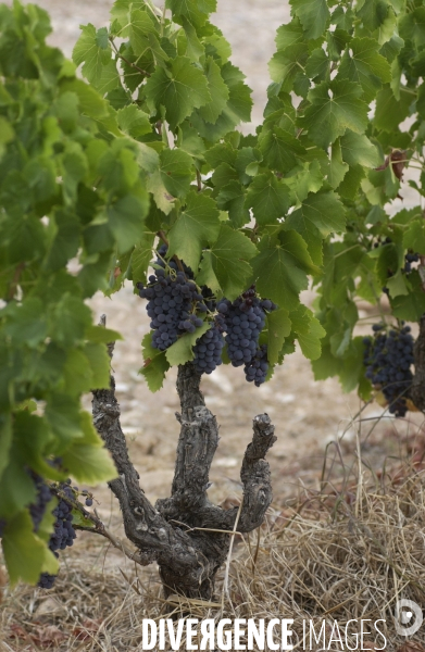 Cotes de Provence ; grappes  vendange et bonnes bouteilles.