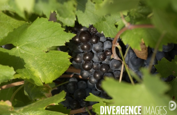Cotes de Provence ; grappes  vendange et bonnes bouteilles.