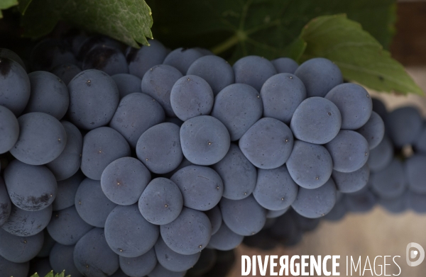 Cotes de Provence ; grappes  vendange et bonnes bouteilles.