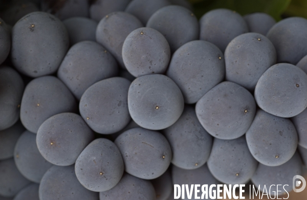 Cotes de Provence ; grappes  vendange et bonnes bouteilles.