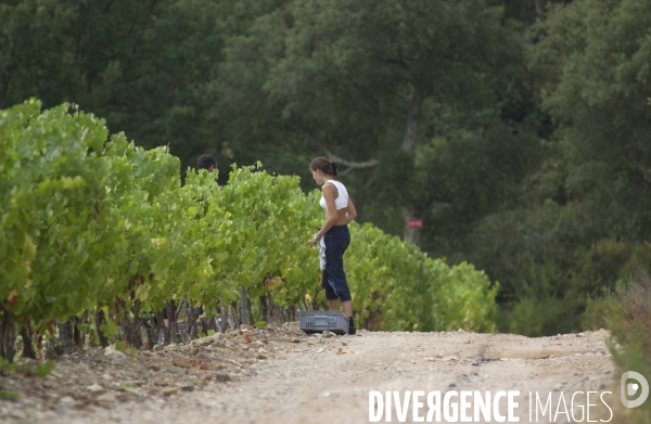 Cotes de Provence ; grappes  vendange et bonnes bouteilles.