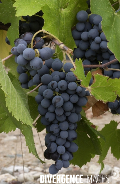 Cotes de Provence ; grappes  vendange et bonnes bouteilles.