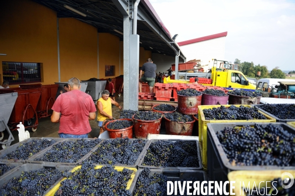 Vendanges en Beaujolais