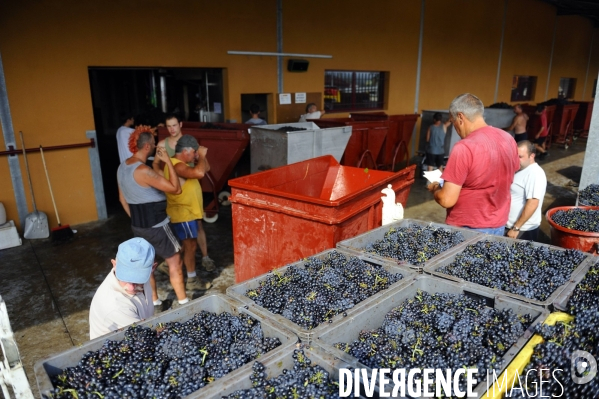 Vendanges en Beaujolais