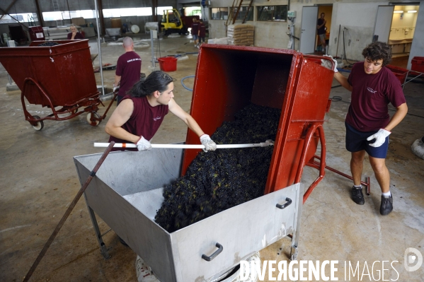 Vendanges en Beaujolais